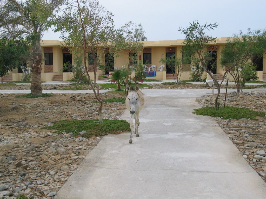 Sultan, der Nachwuchs