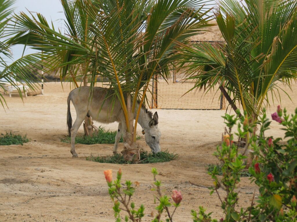 Sultan hat immer Hunger