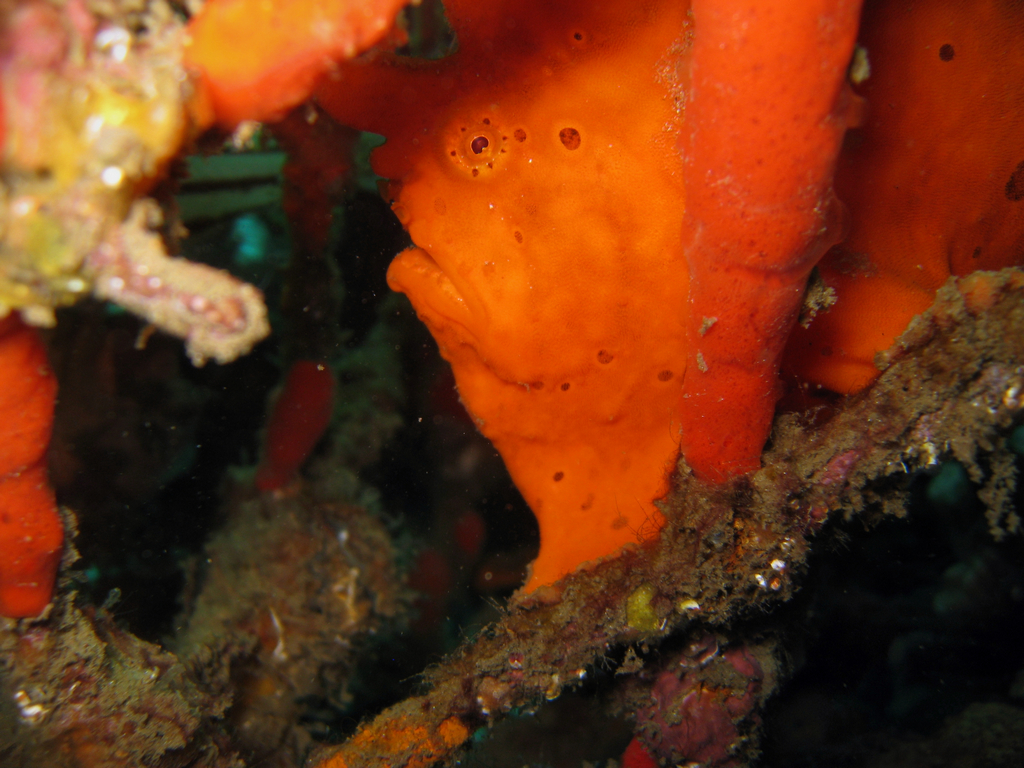 Orangener Anglerfisch