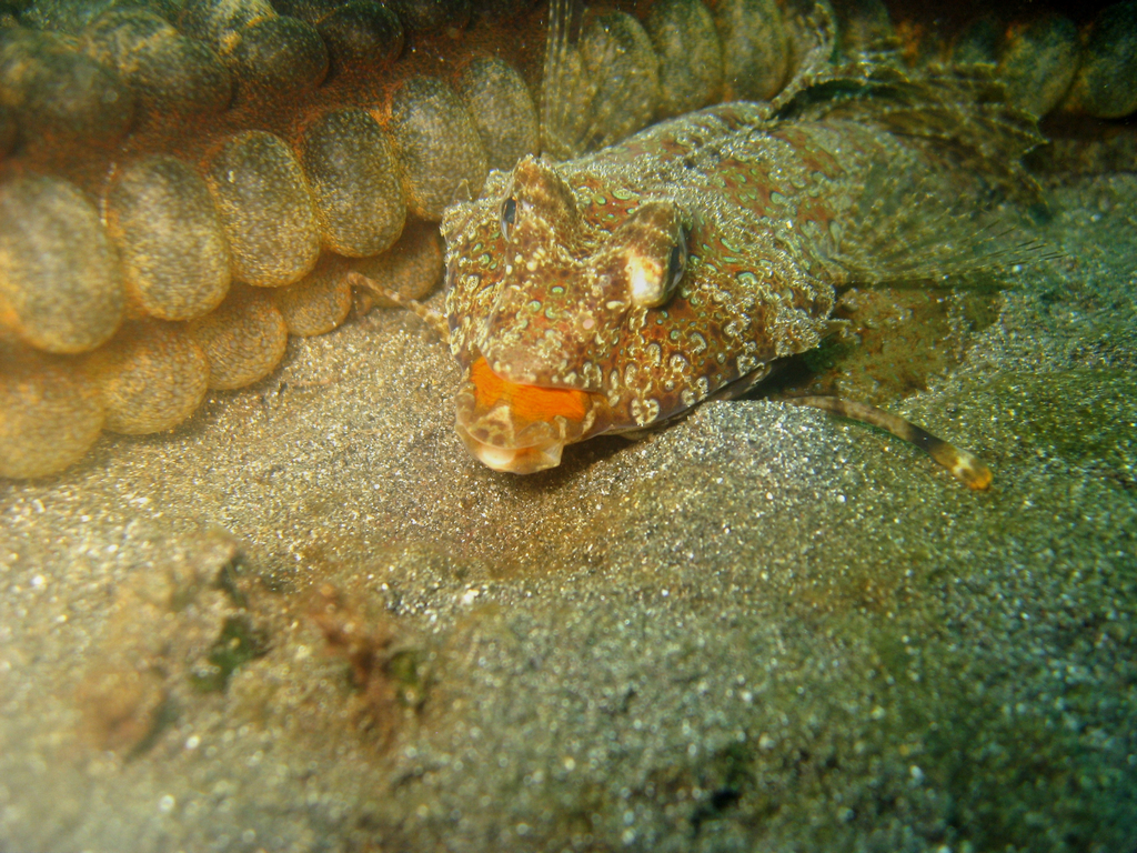 Neugieriger Leierfisch