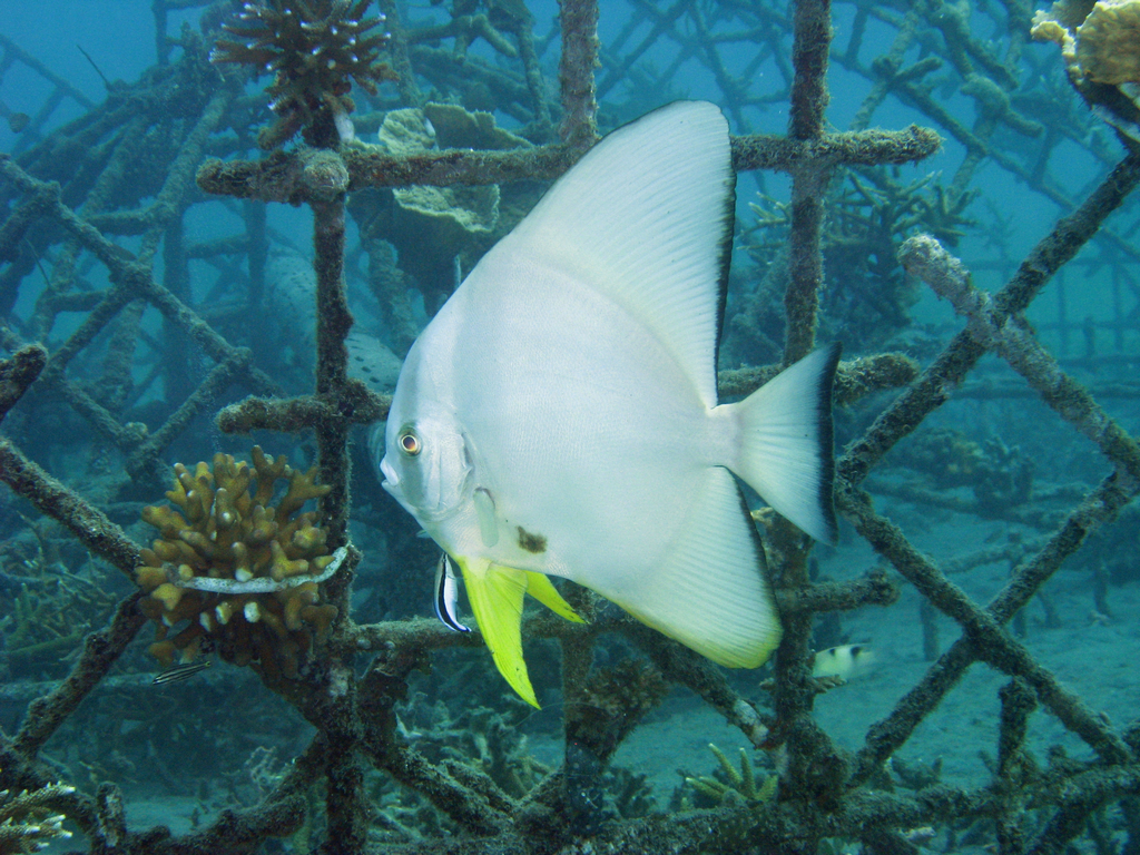 Neugieriger Fledermausfisch