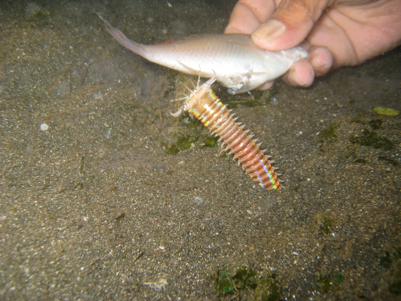 Bobbit Worm