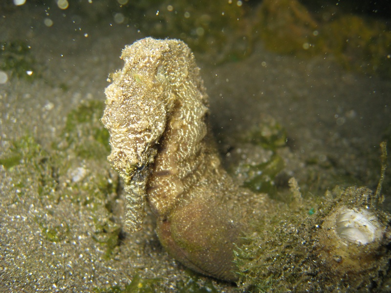 Seahorse