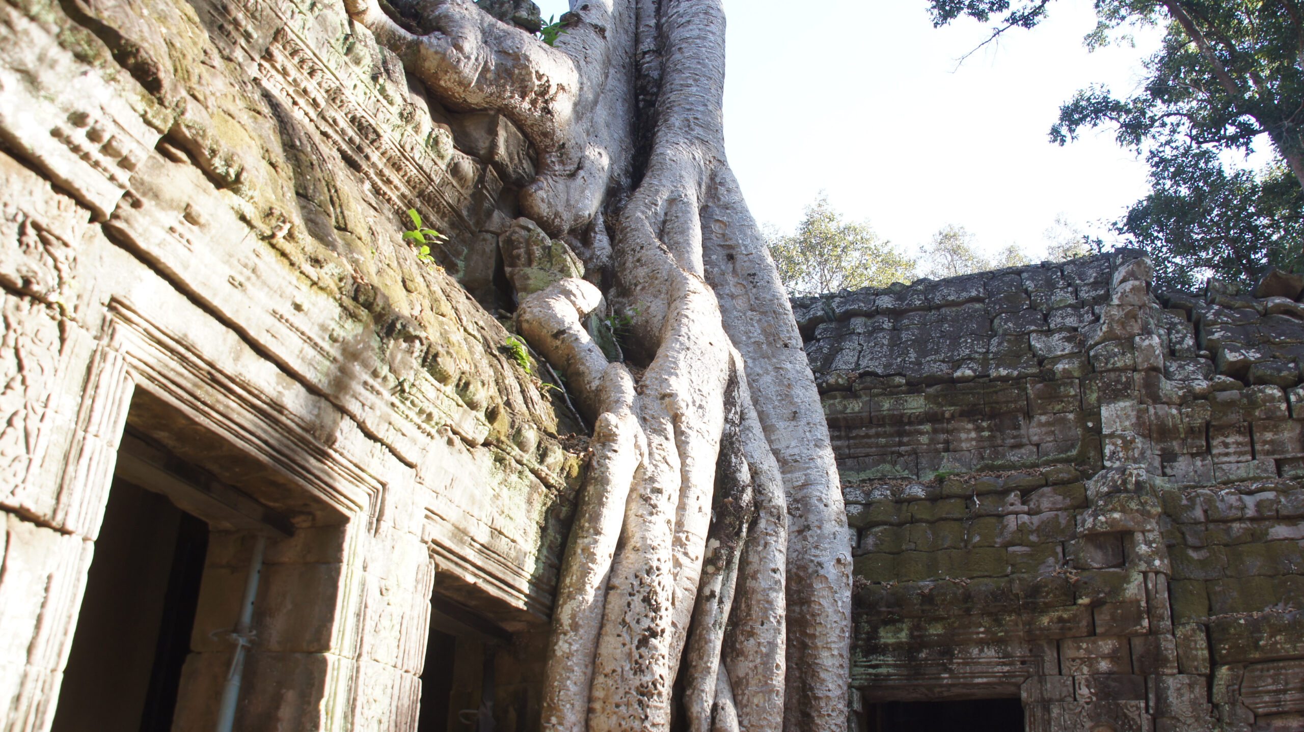 Ta Prohm Tempel