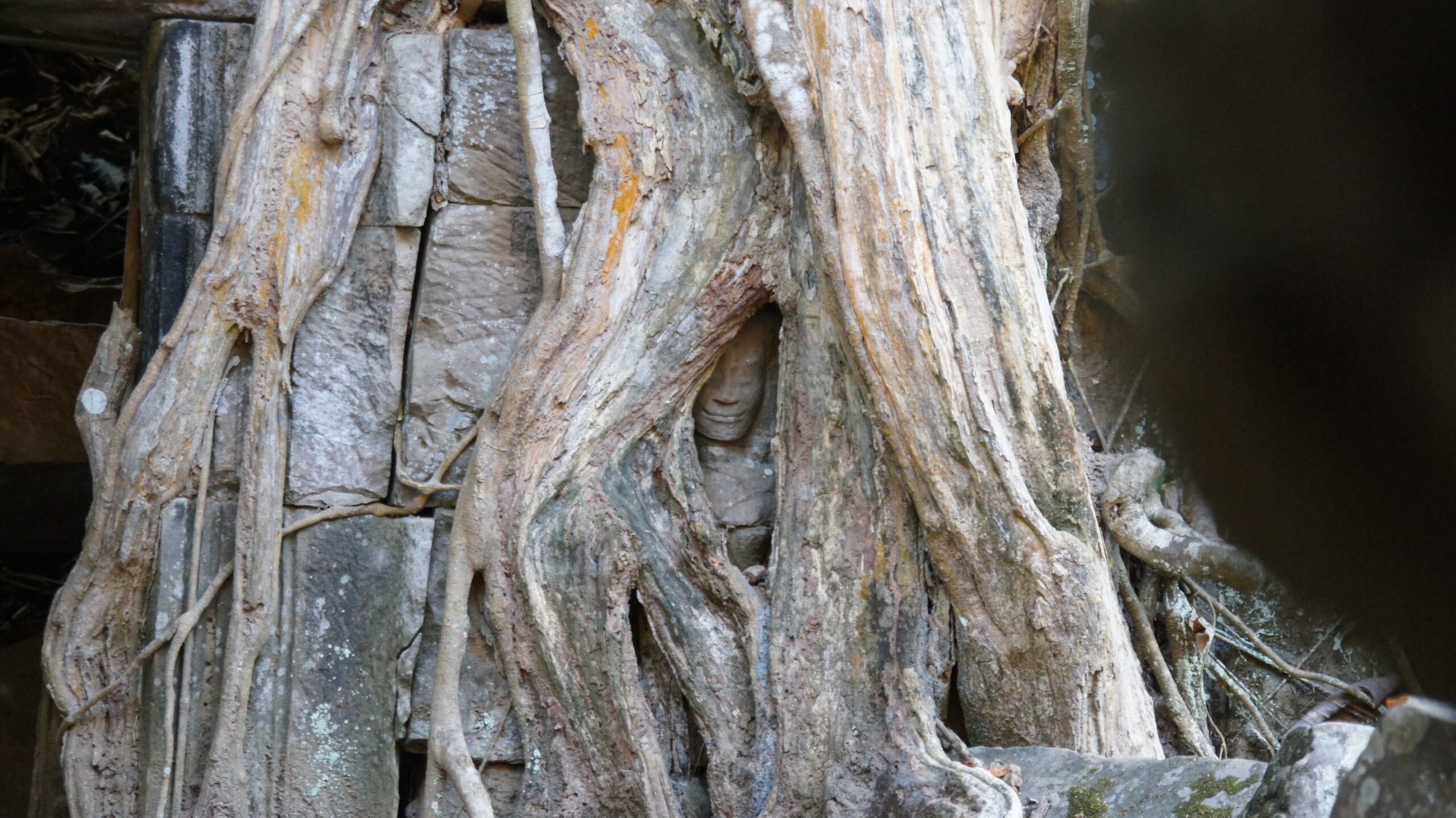 Ta Prohm Tempel