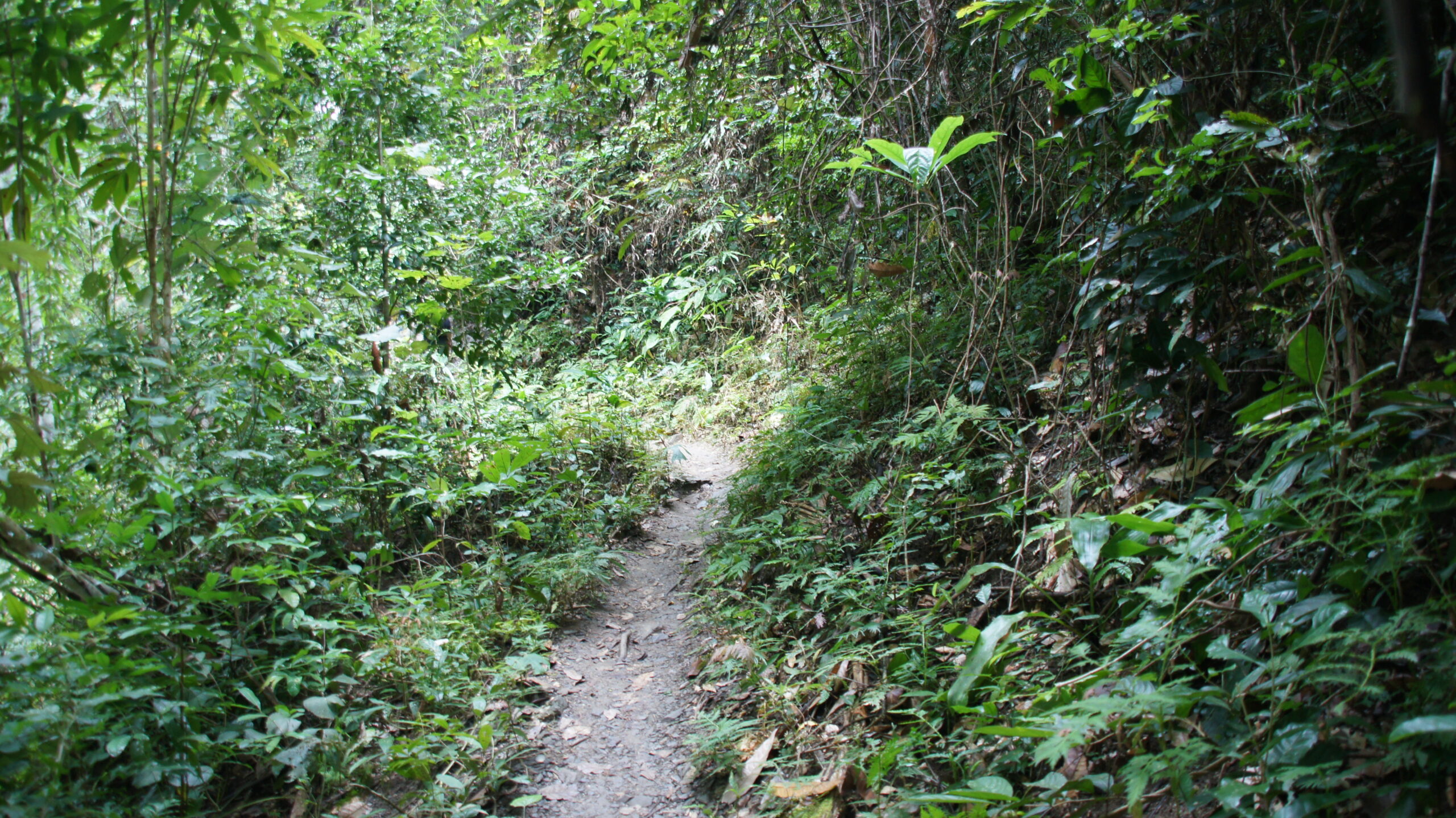 Der Weg in den Urwald