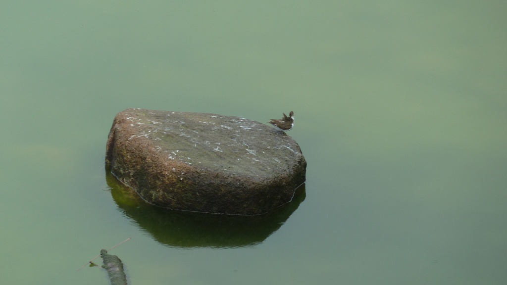 Vogel am Schwefelsee