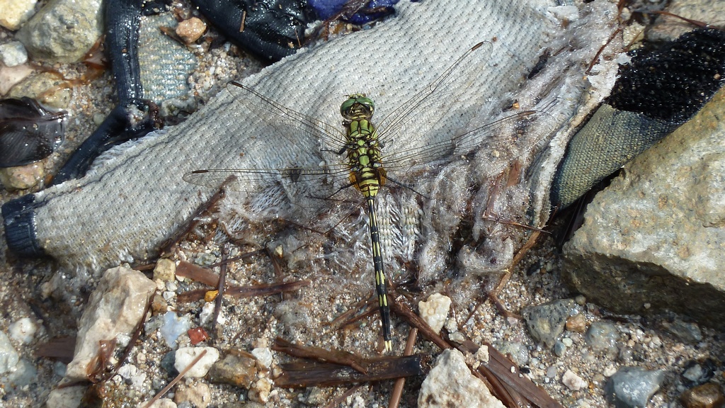 Insekten am Schwefelsee