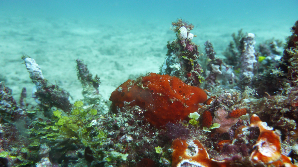 Oder doch eine Koralle