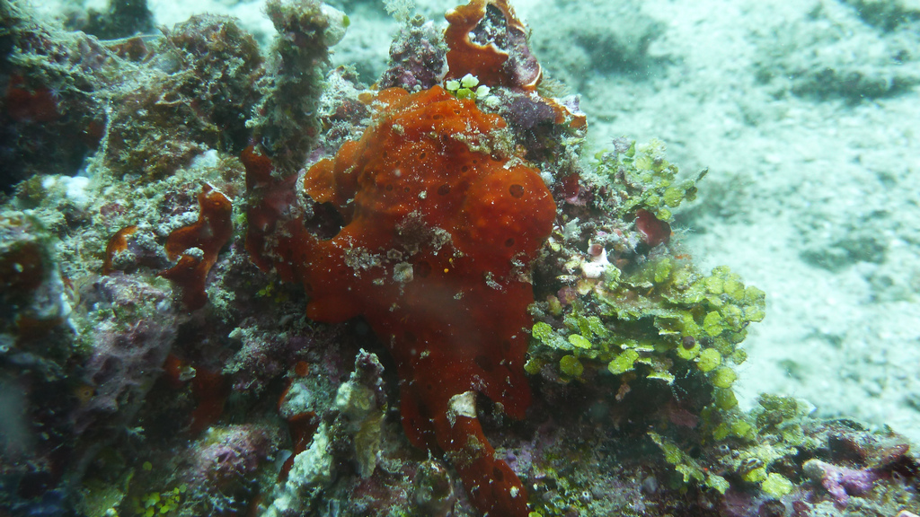 Vielleicht ein Fisch