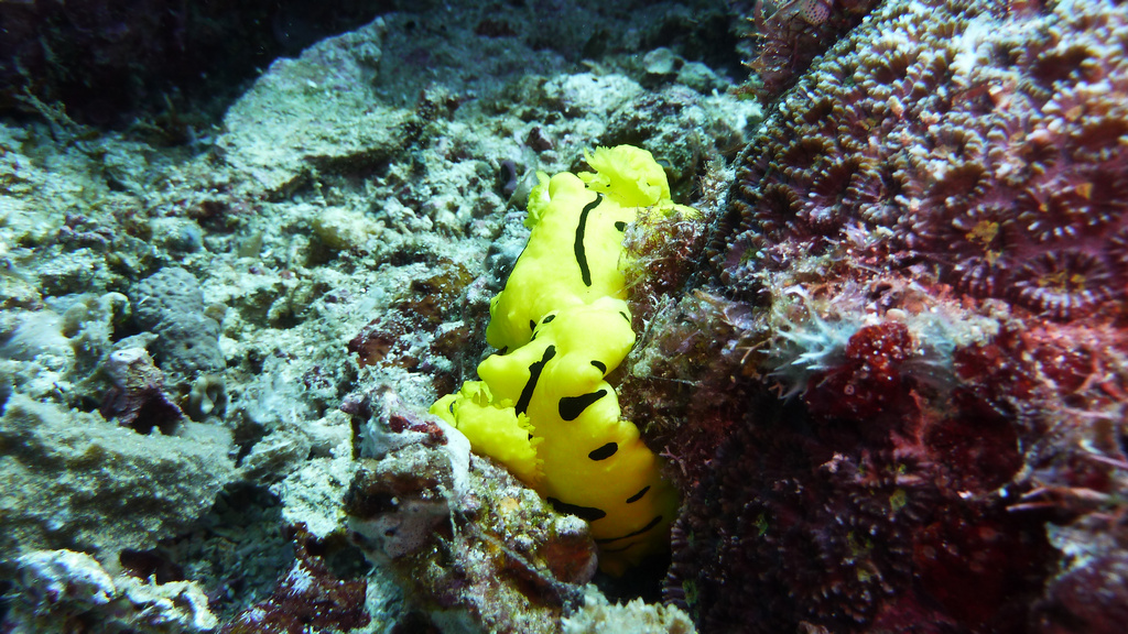 Die passende Schnecke