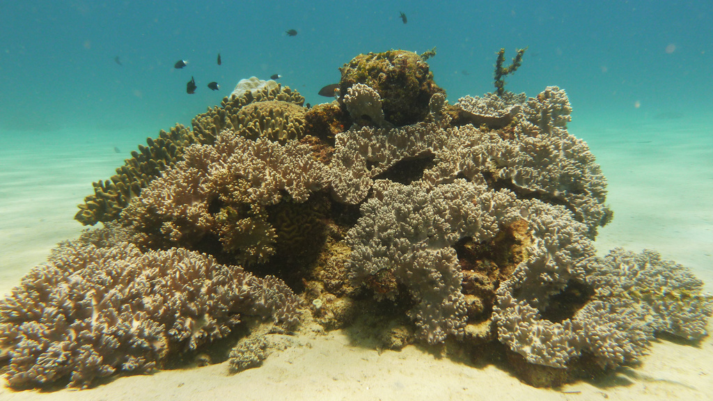 Solitärer Korallenblock