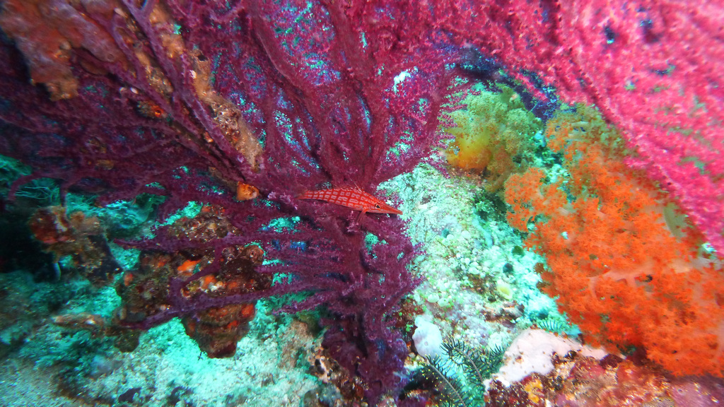 Langnasenbüschelbarsch