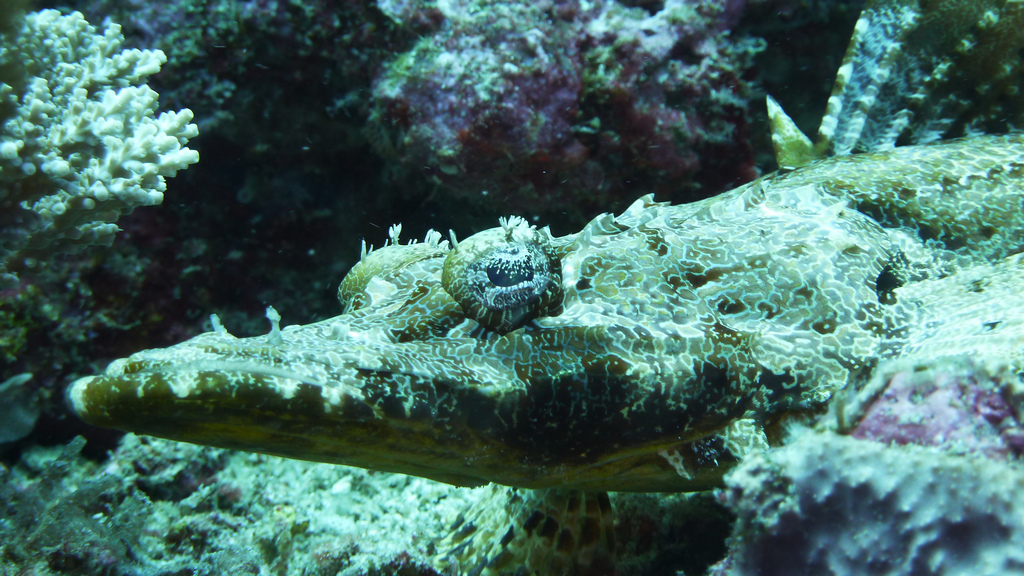 Teppichkrokodilsfisch