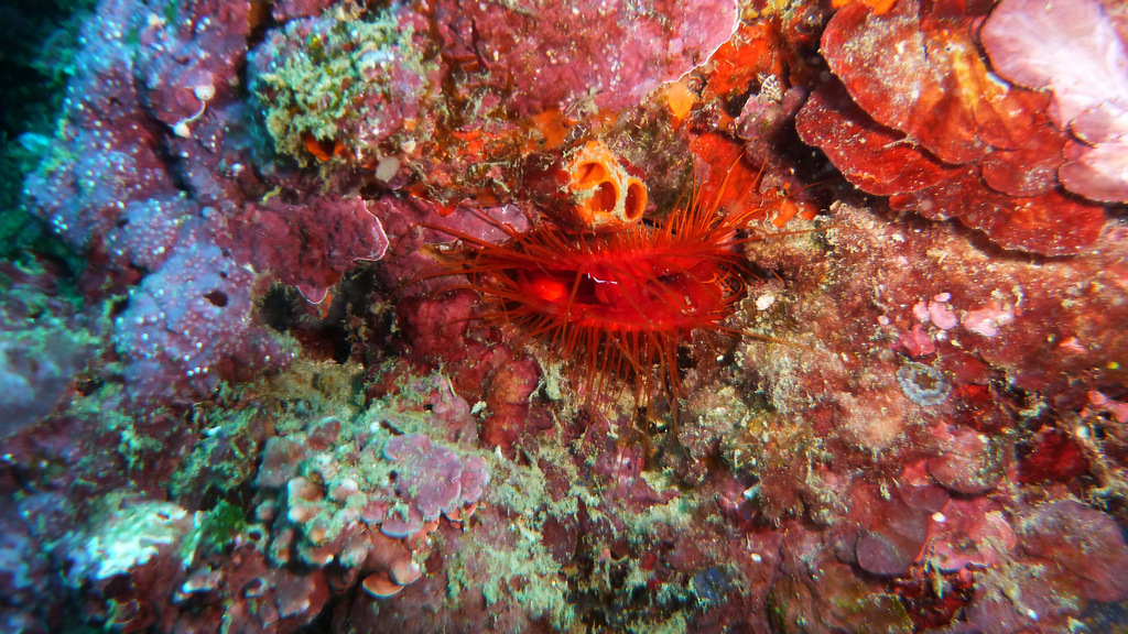 Flammende Feilenmuschel