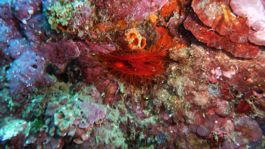 Flammende Feilenmuschel