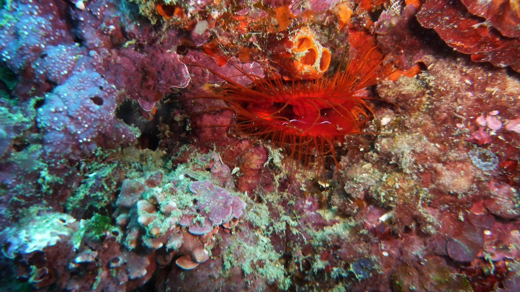 Flammende Feilenmuschel