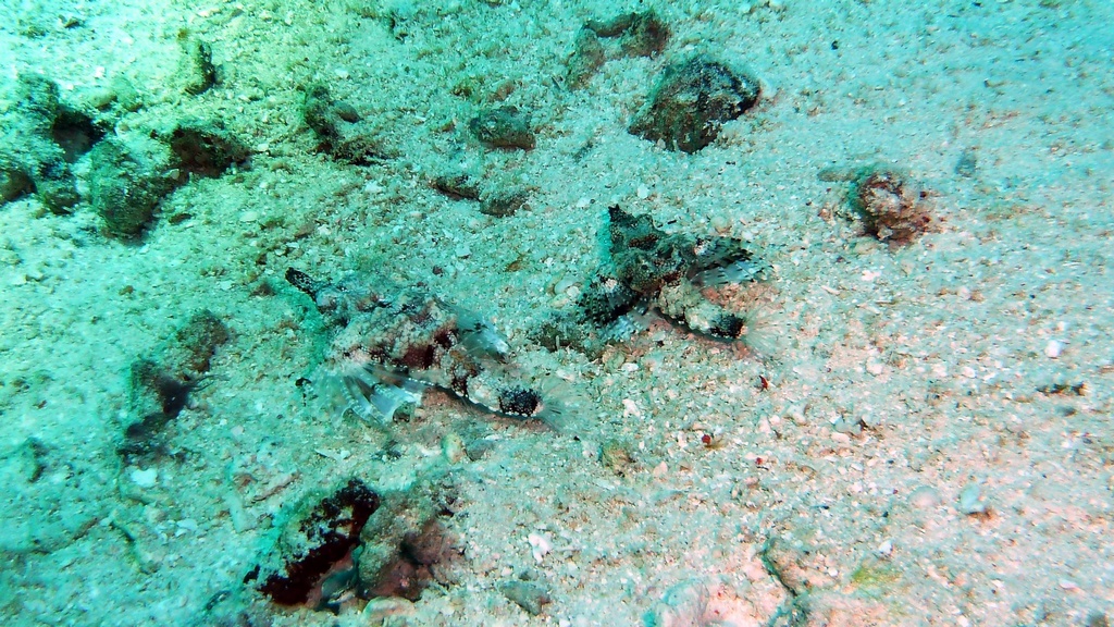 Zwergflügelroßfische