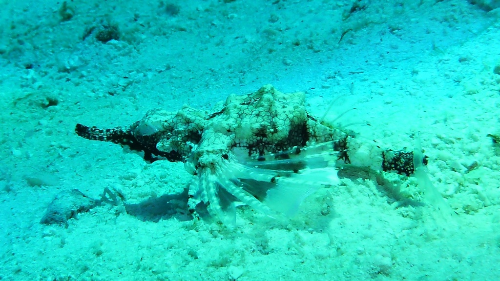 Zwergflügelroßfisch