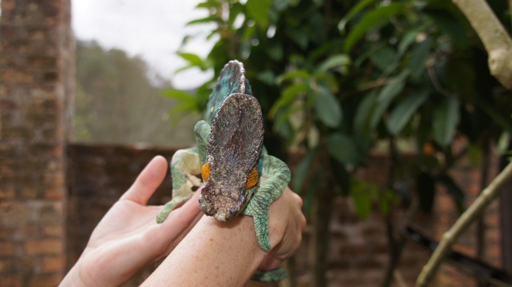 Chamäleon auf der Hand