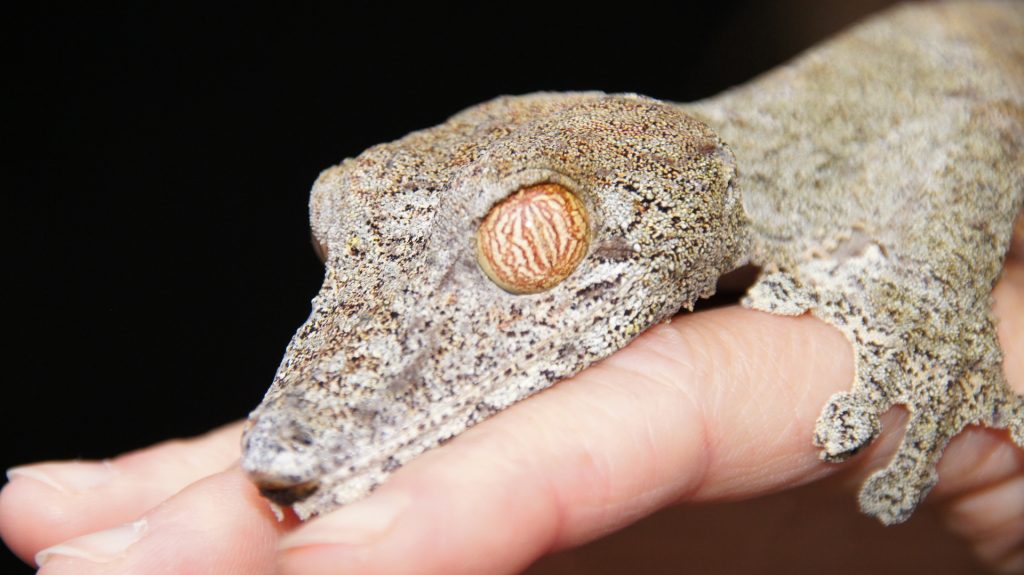 Gecko auf der Hand