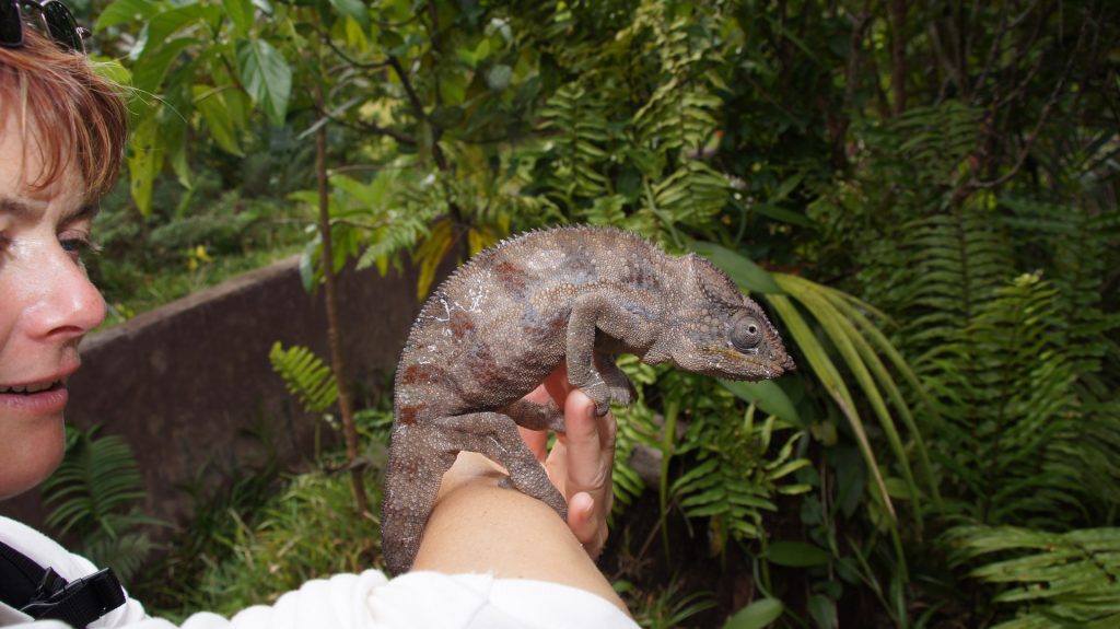 Chamäleon will nicht weg