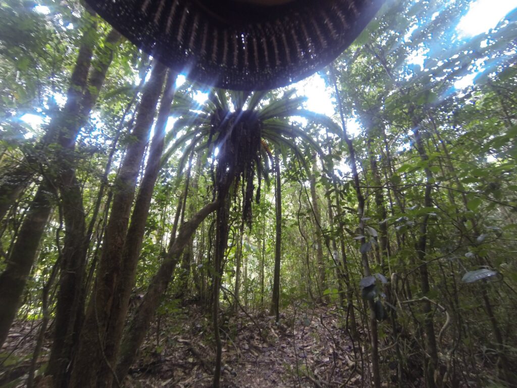 Der Regenwald als Panorama Der Regenwald als Panorama