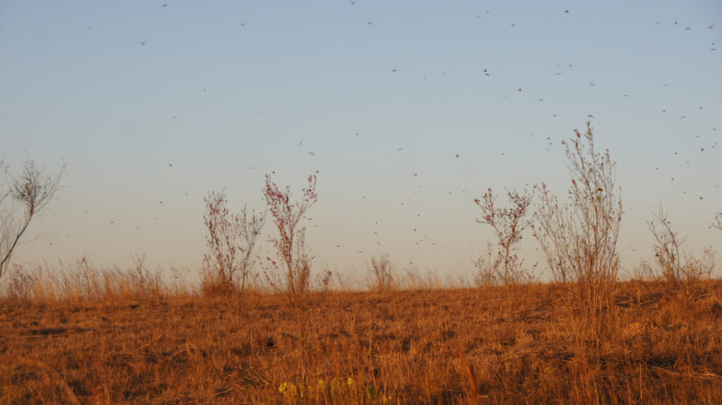 Überall Heuschrecken