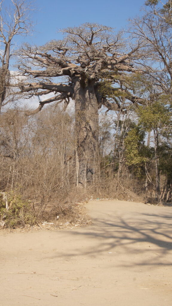 Baobab im Gebüsch