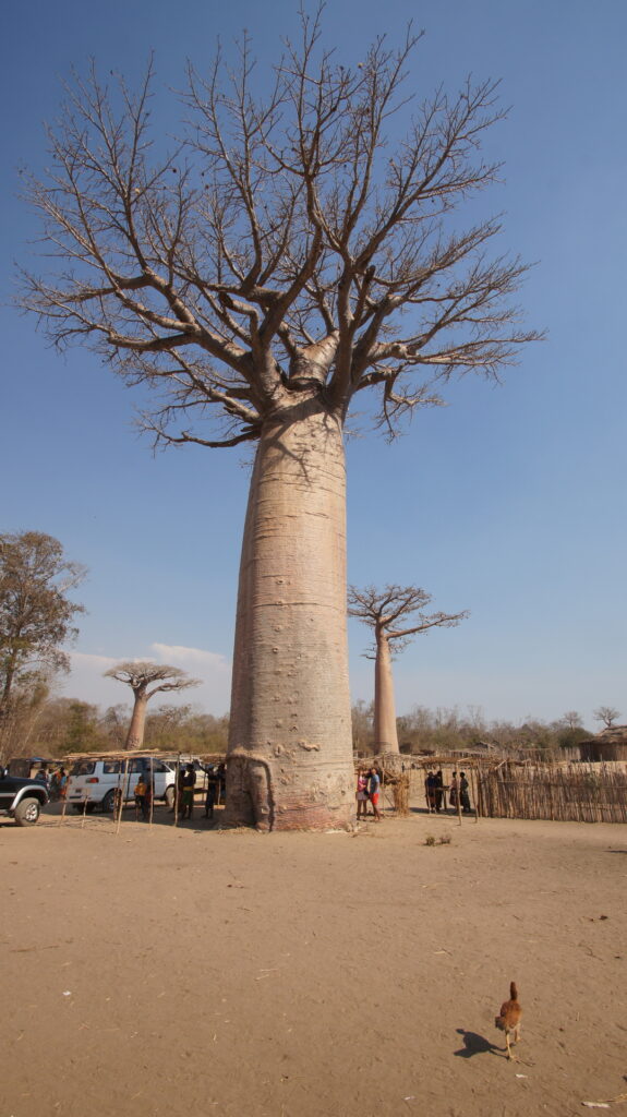 Baobab solitär