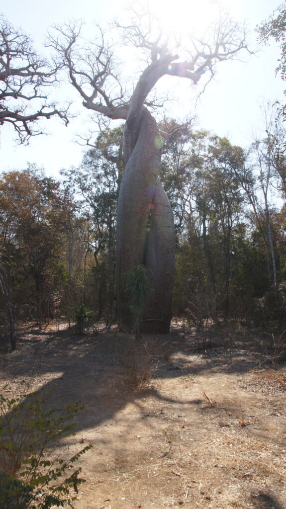 Baobab im Liebsakt