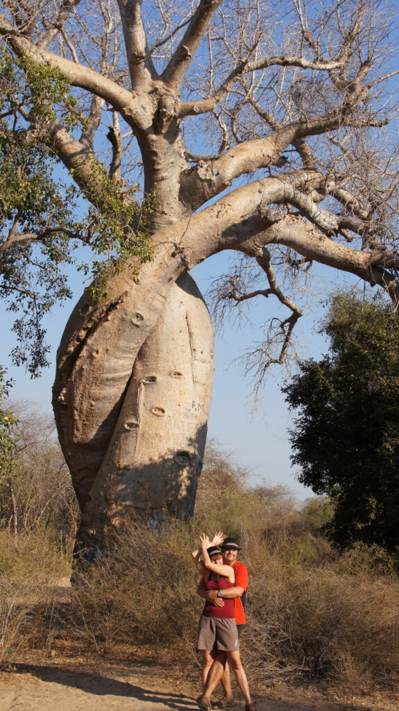 verschlungener Baobab
