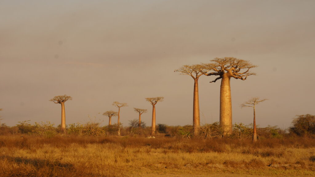 Die erste Abendstimmung