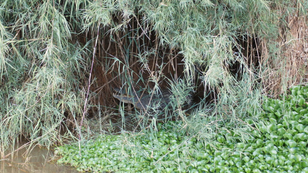 Ein Krokodil im Gebüsch