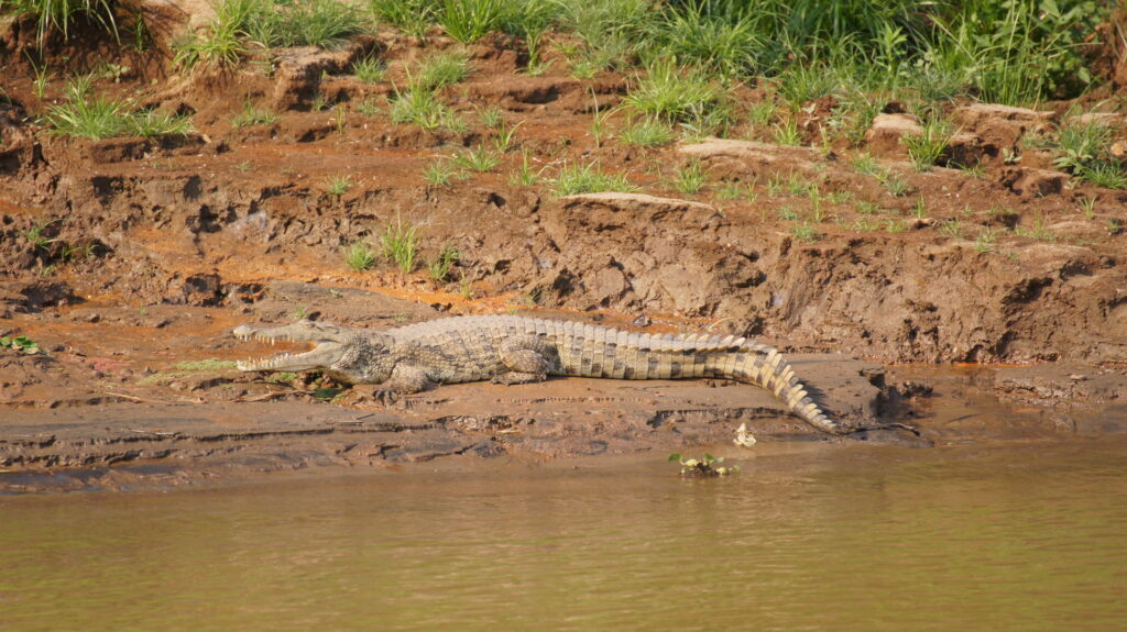 Ein Krokodil am Sonnenbaden