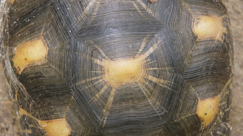 Strahlenschildkröte