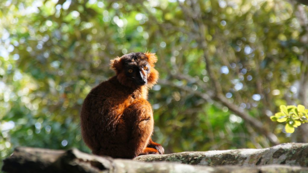 Hybrid Lemure beim Frühstück Hybrid Lemur