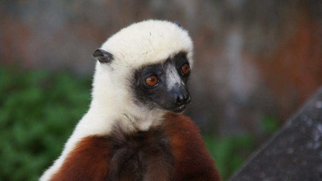 Sifaka