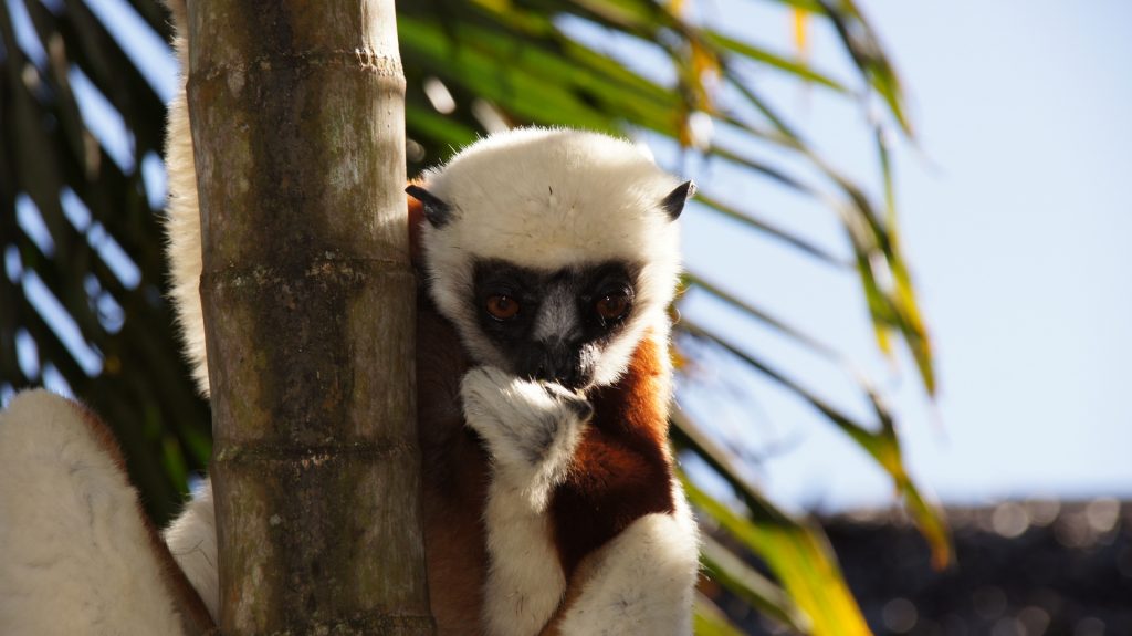 Sifaka