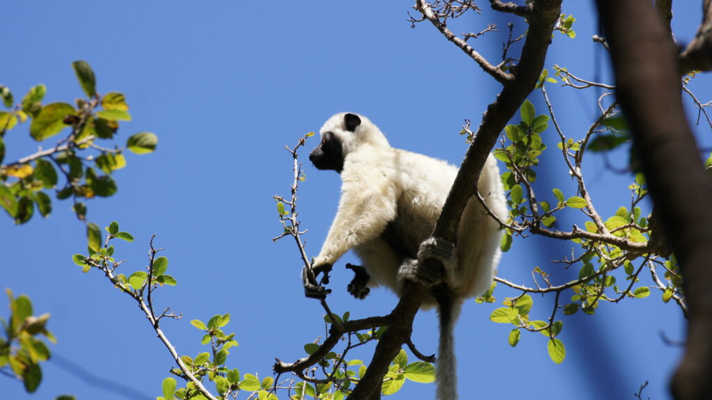 Sifaka de Bemaraha