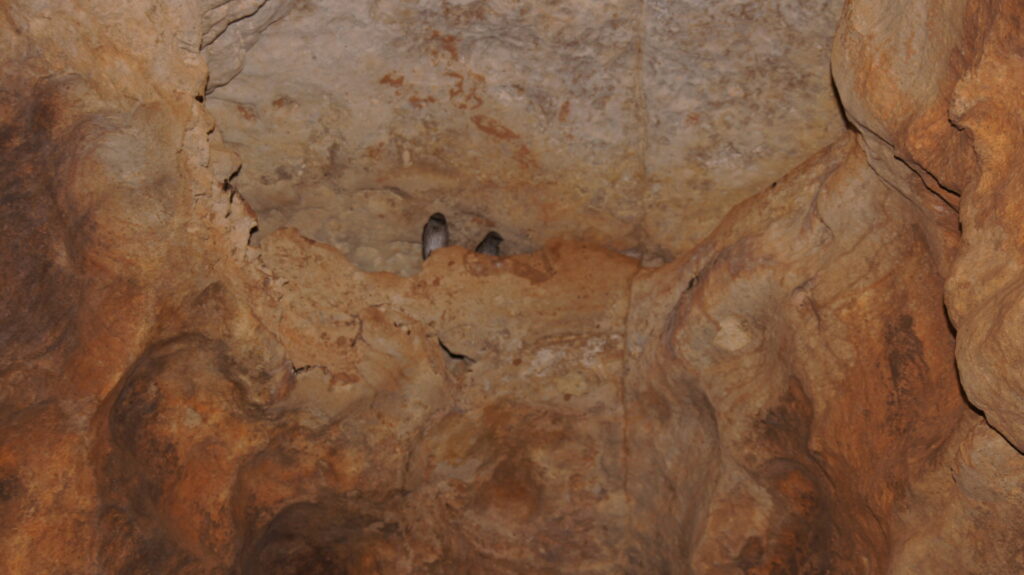 Vögel in der Höhle