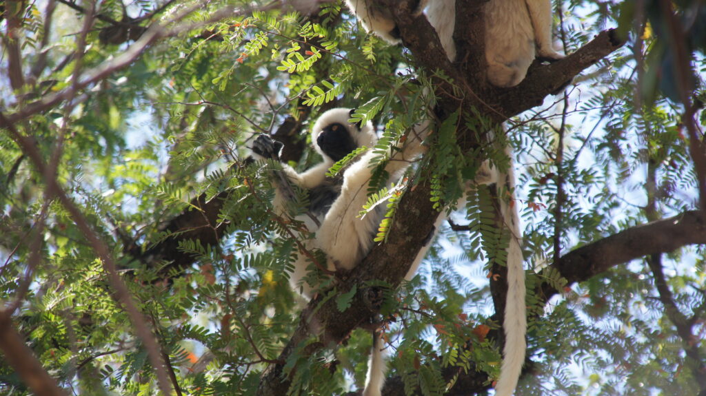 und wieder ein Sifaka