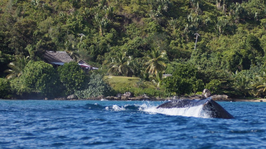 Die Fluke eines Wales