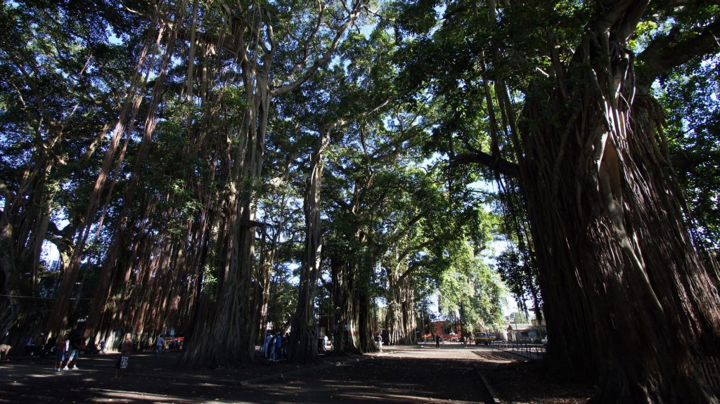 Banyan Trees