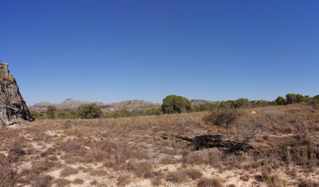 Gras- und Steppenlandschaft