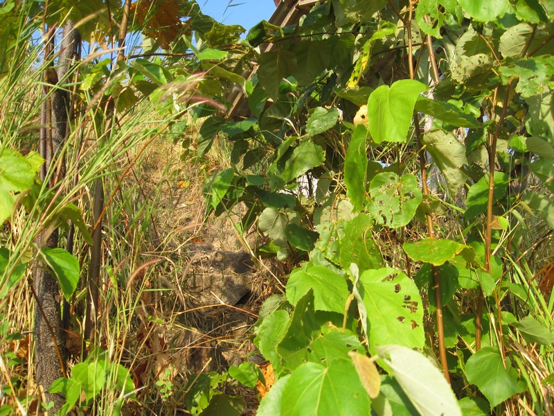 Der Dschungel fängt an