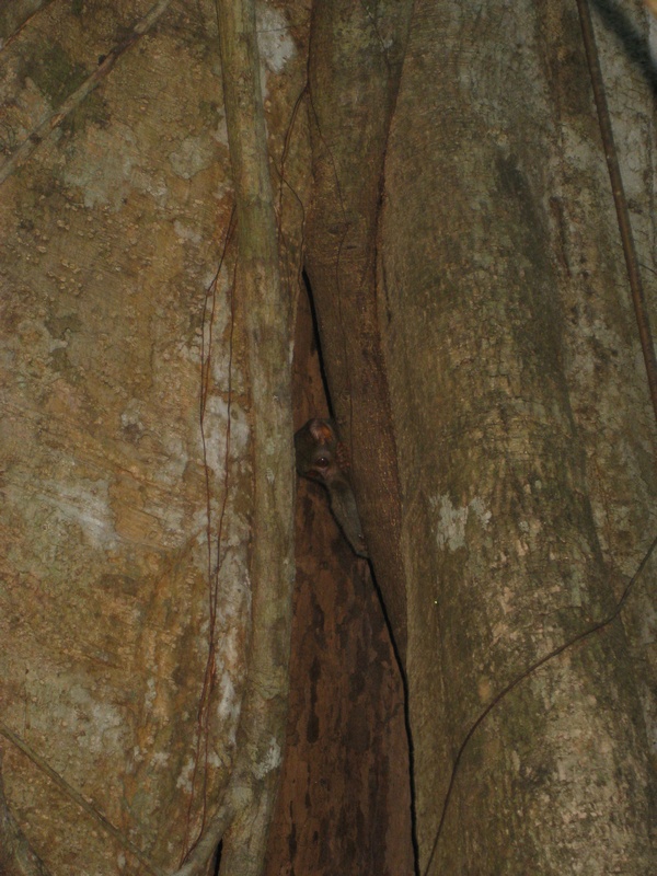 Nische des Koboldmakis