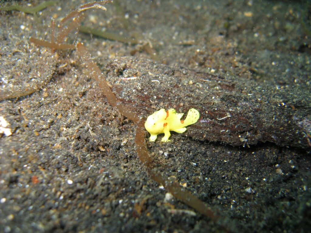 Anglerfisch in der Lembeh Street
