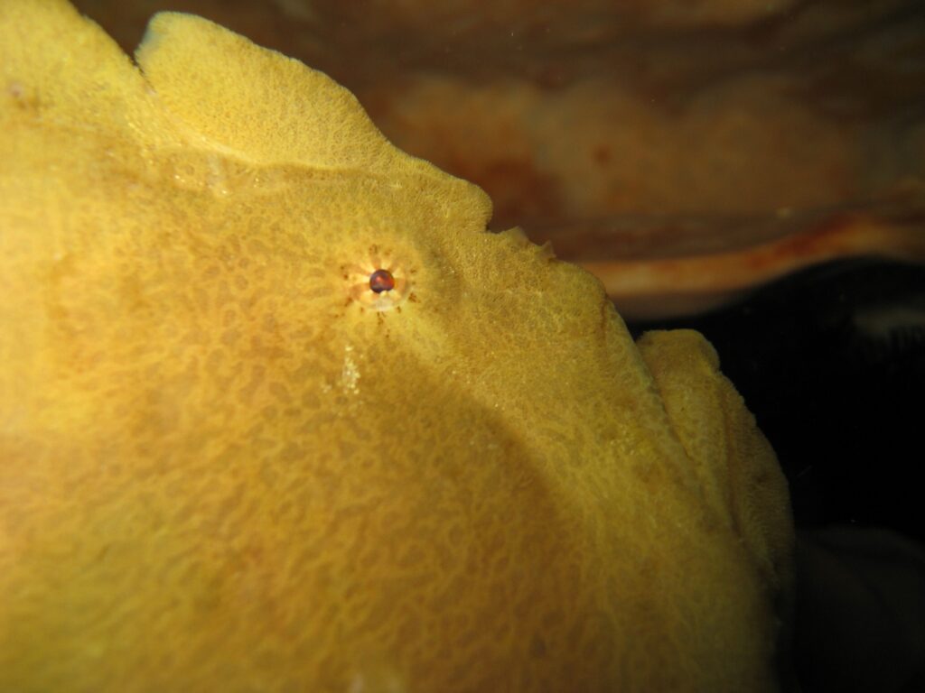 Kopf eines Riesenanglerfisches