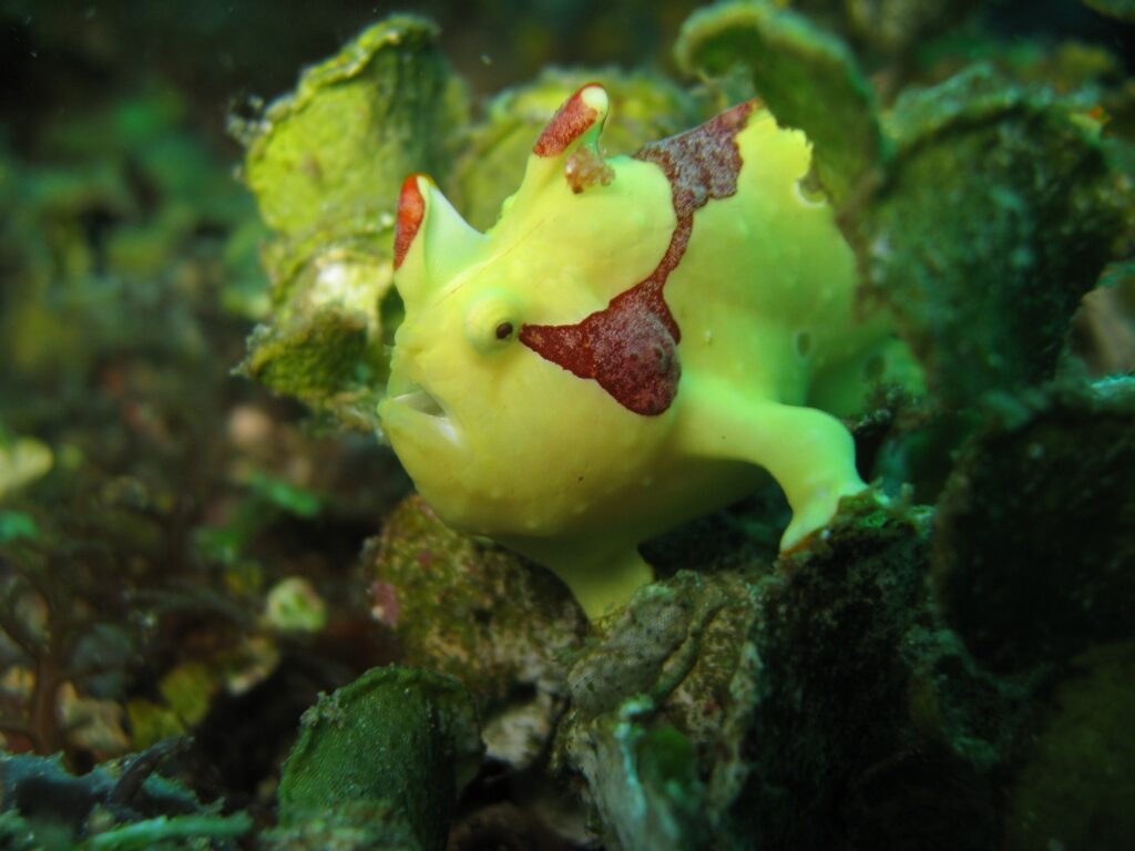 Anglerfisch in Pulisan